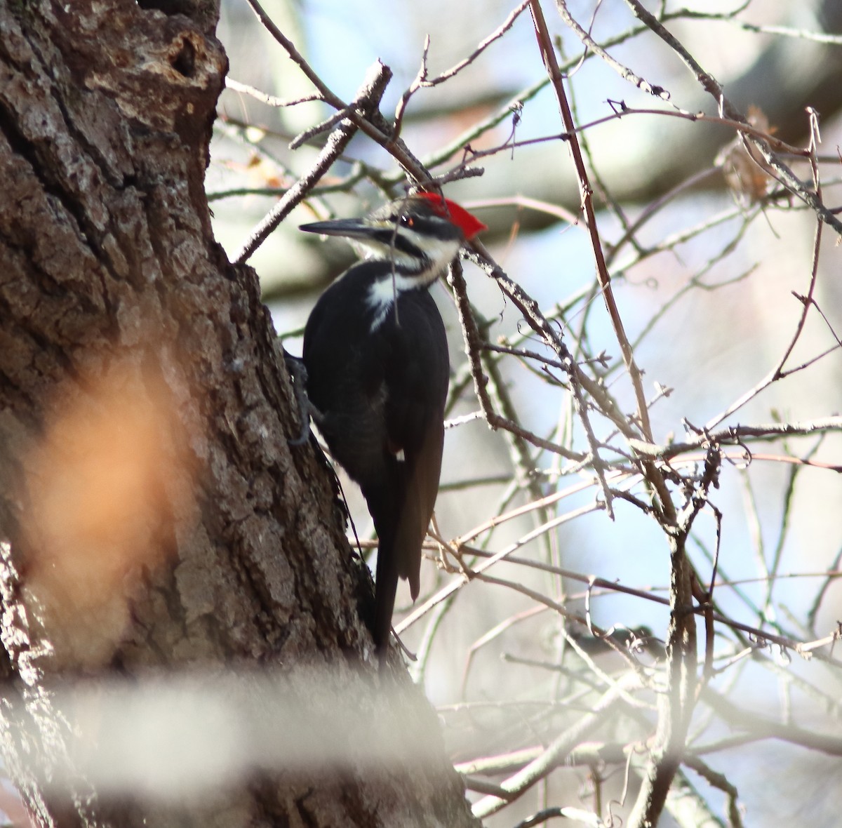 Pileated Woodpecker - ML611271605