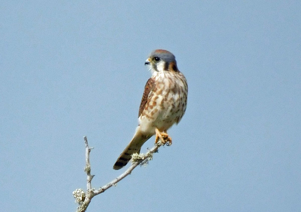 American Kestrel - ML611271639