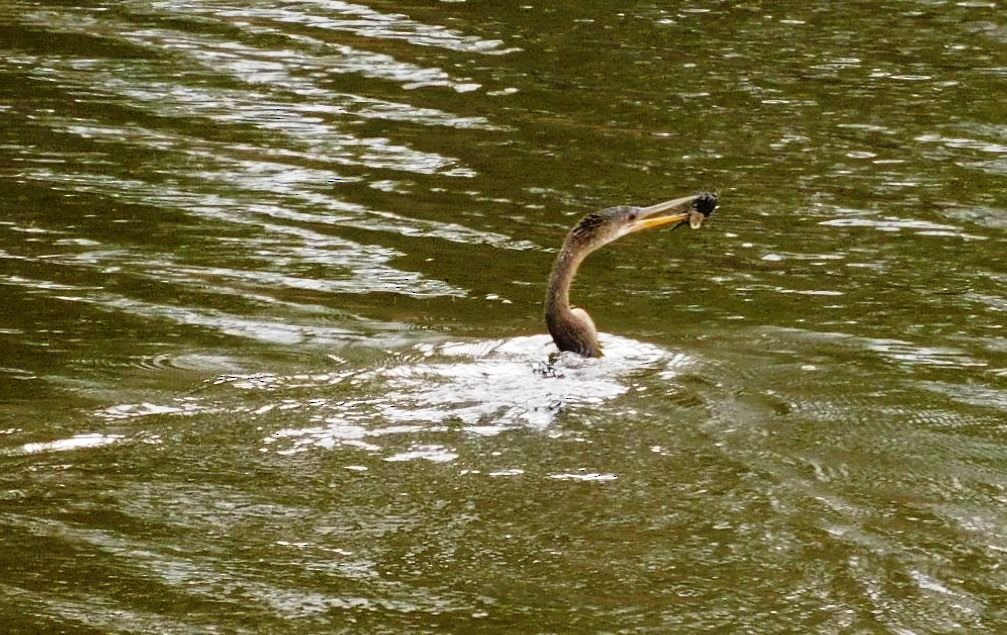 Double-crested Cormorant - ML611271682