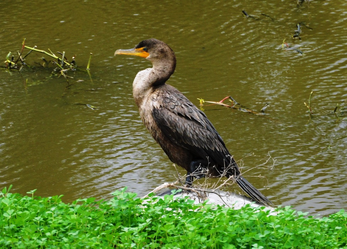 Double-crested Cormorant - ML611271683