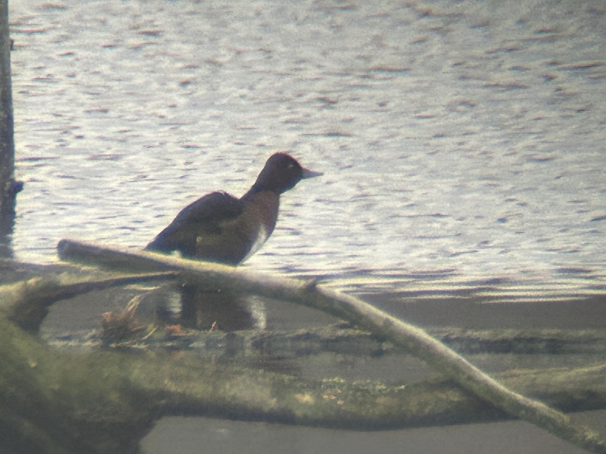 Ferruginous Duck - ML611271700