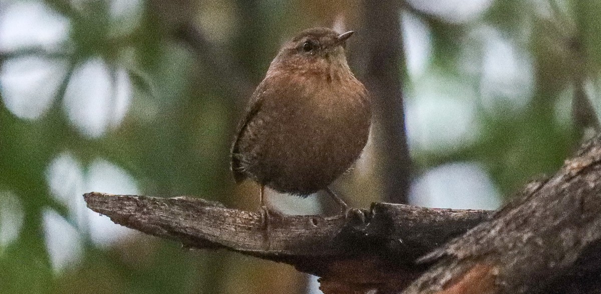 Winter Wren - ML611271768