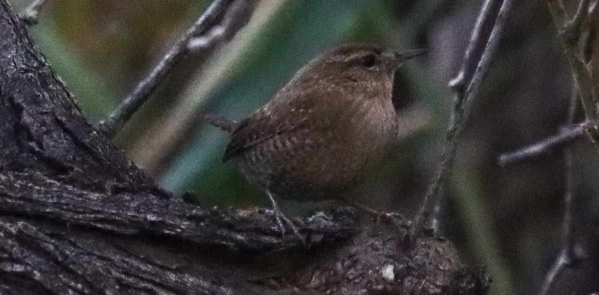 Winter Wren - ML611271773