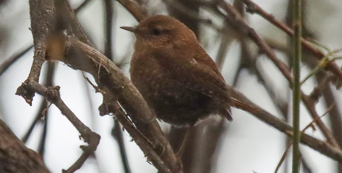 Winter Wren - ML611271782