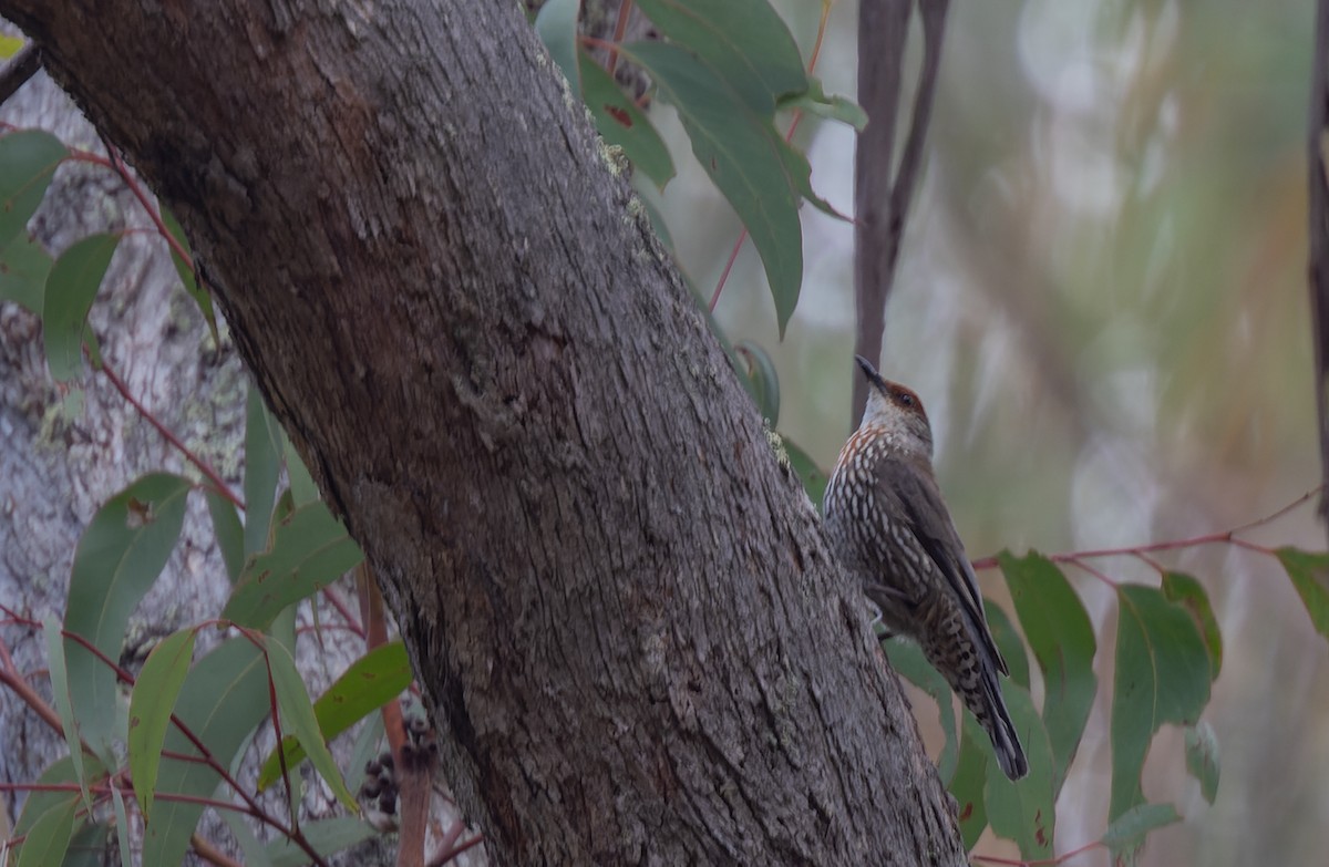 Red-browed Treecreeper - ML611271797