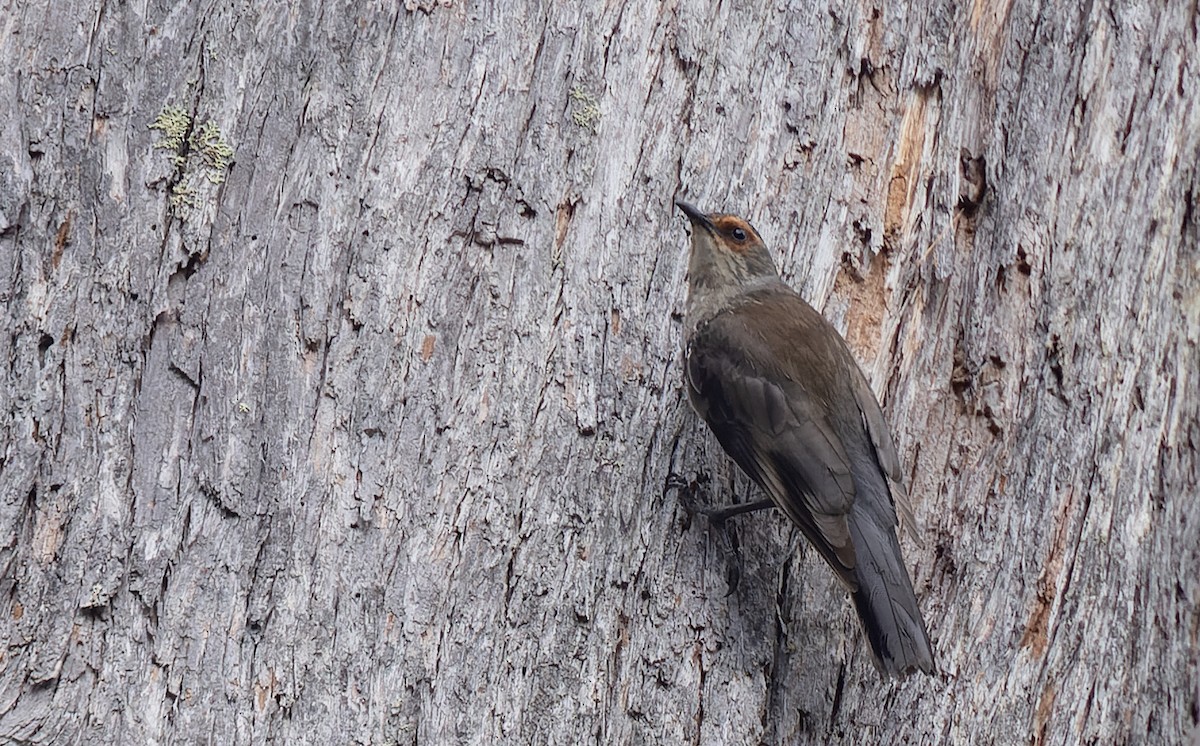 Red-browed Treecreeper - ML611271798