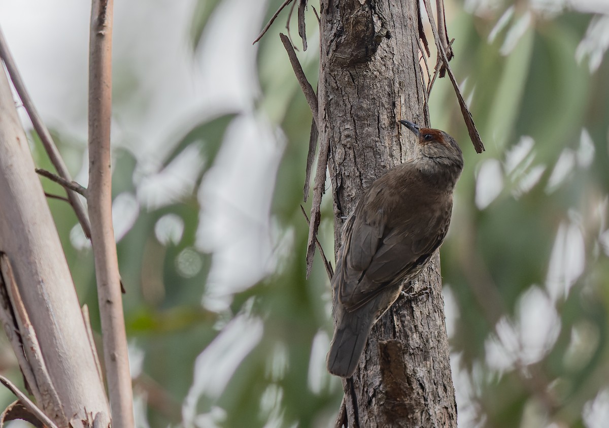 Red-browed Treecreeper - ML611271799