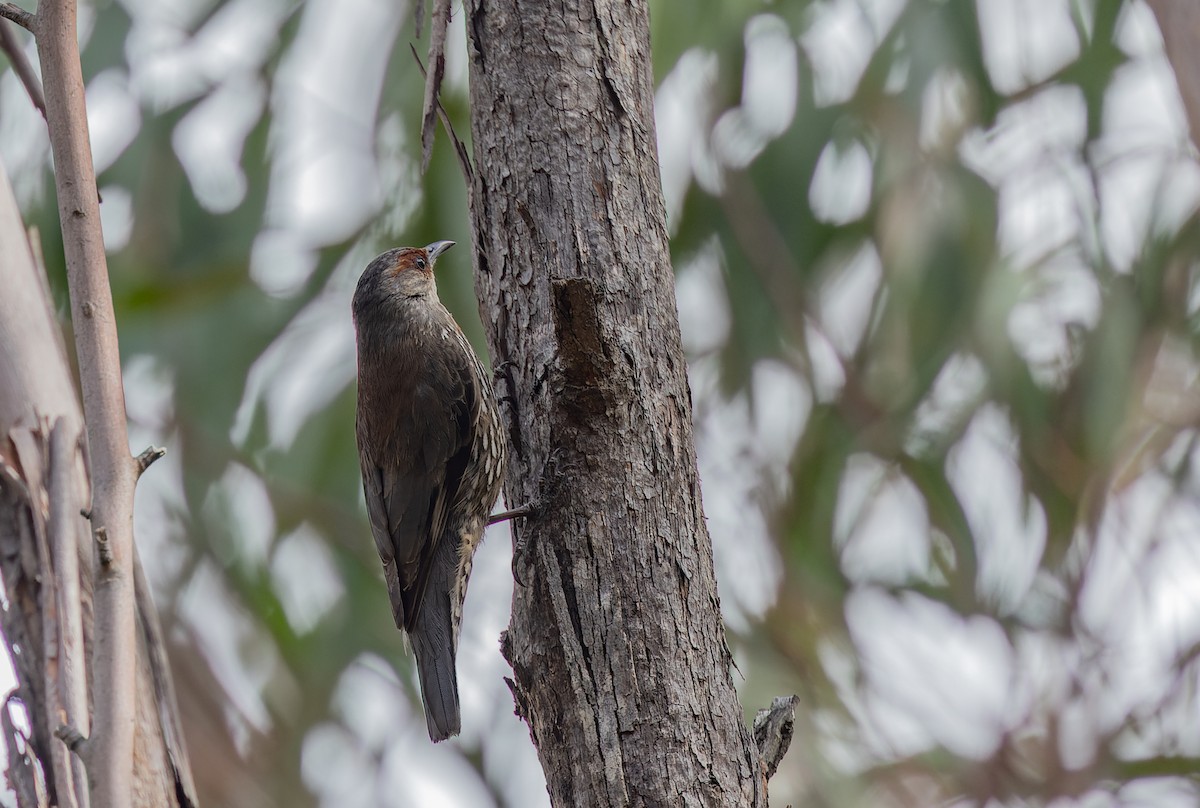 Red-browed Treecreeper - ML611271800