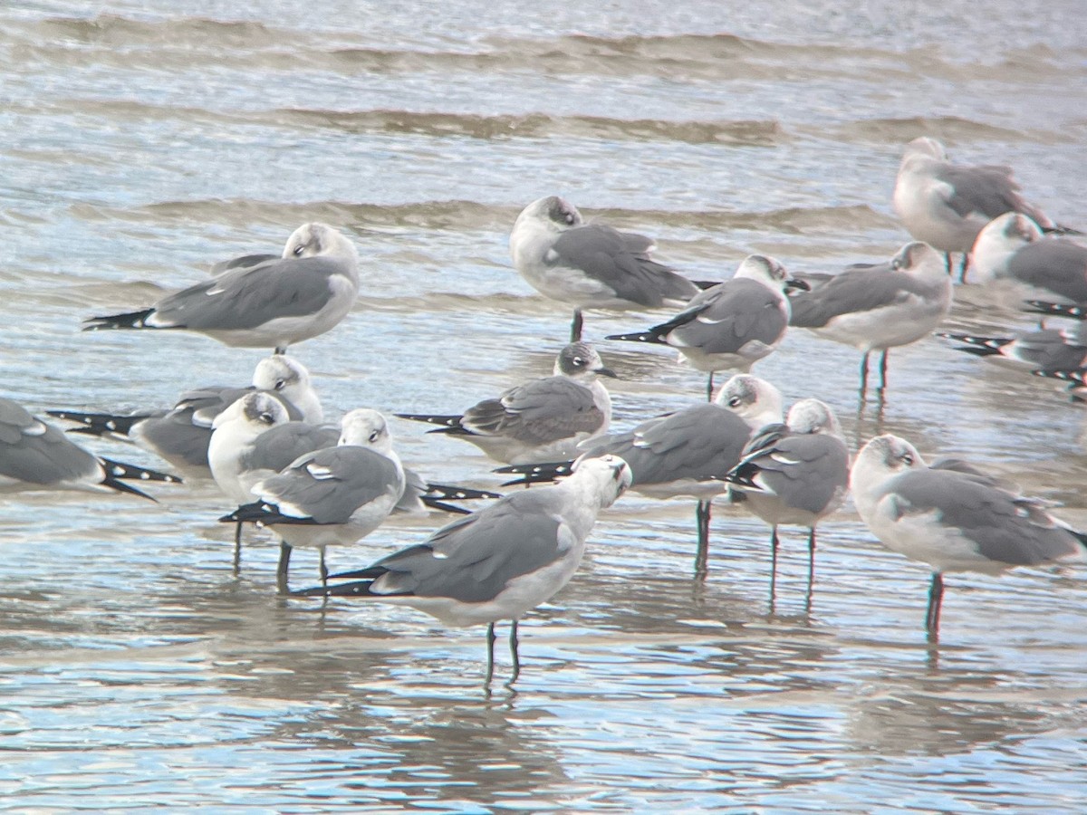 Franklin's Gull - ML611271857