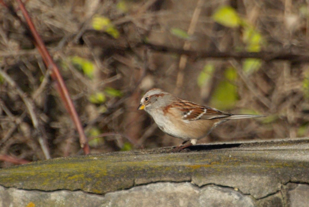 American Tree Sparrow - ML611271876