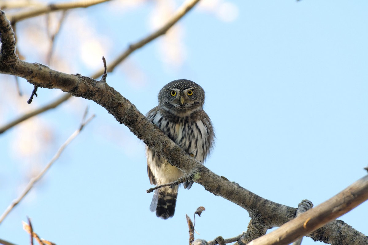 Northern Pygmy-Owl (Rocky Mts.) - ML611271919
