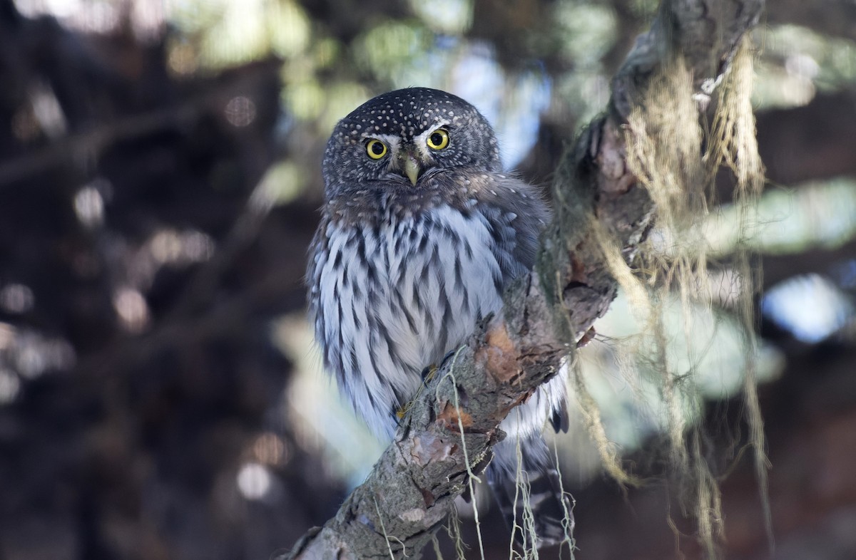 Northern Pygmy-Owl (Rocky Mts.) - ML611271920