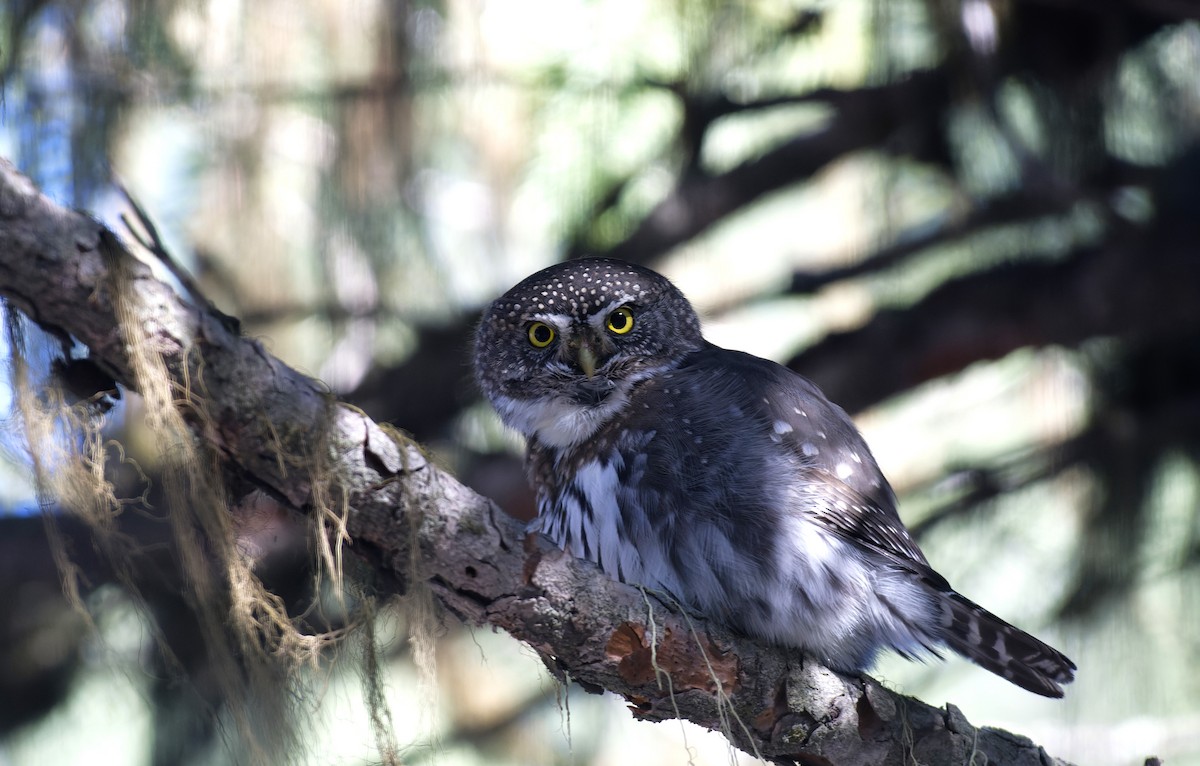 Northern Pygmy-Owl (Rocky Mts.) - ML611271921