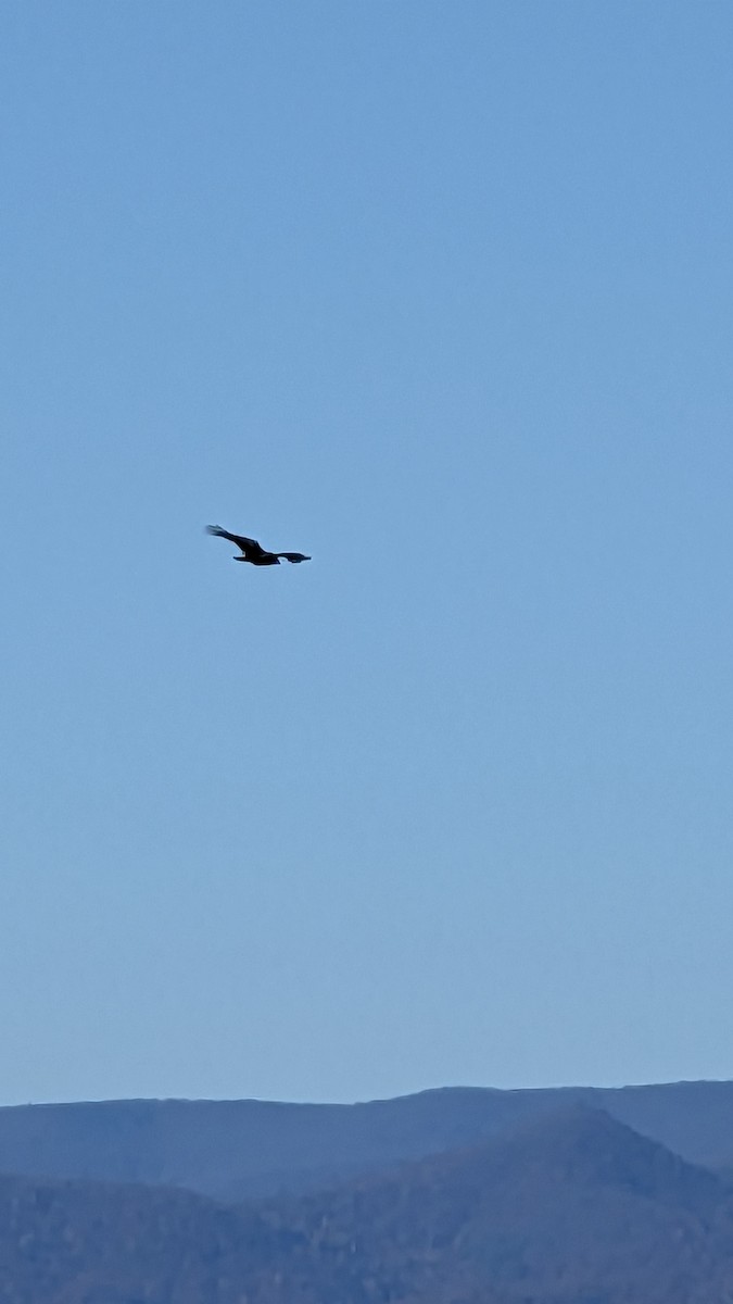 Black Vulture - ML611271996