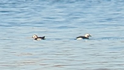 Long-tailed Duck - ML611272063