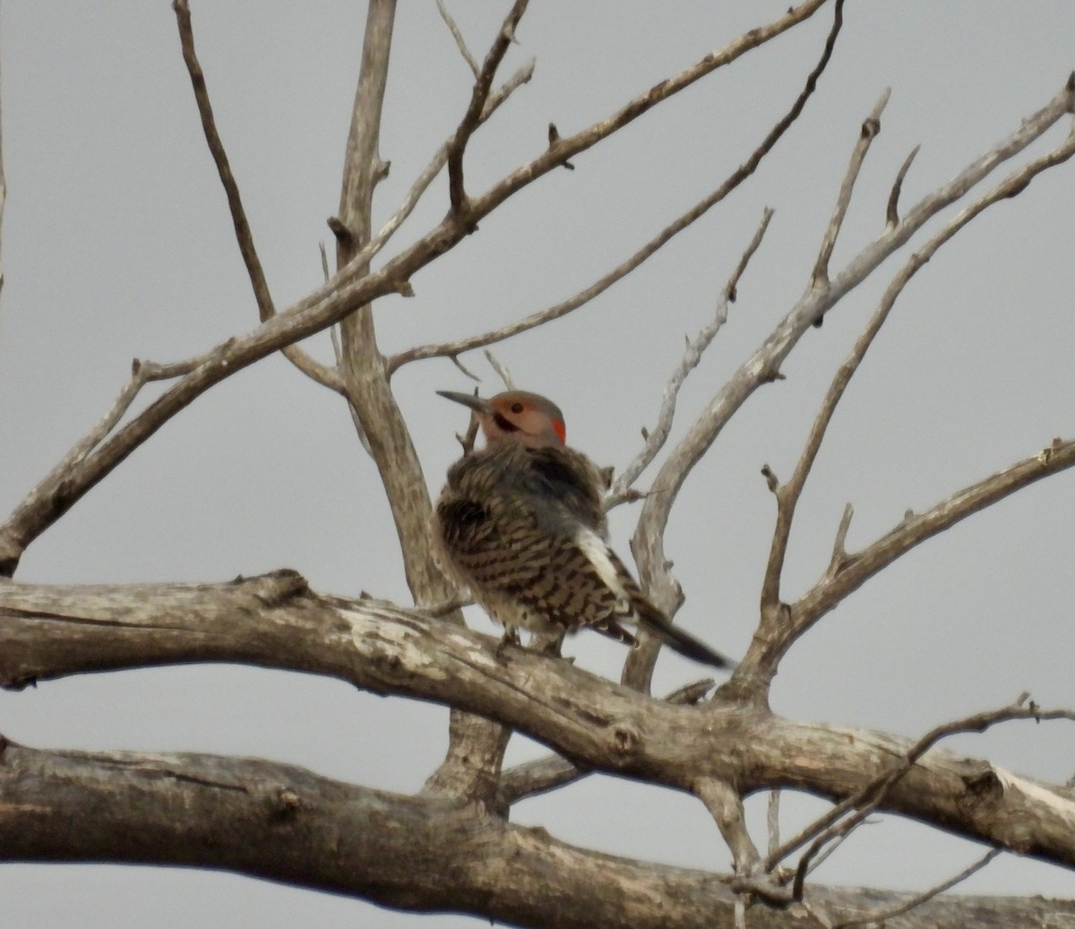 Northern Flicker (Yellow-shafted) - ML611272072