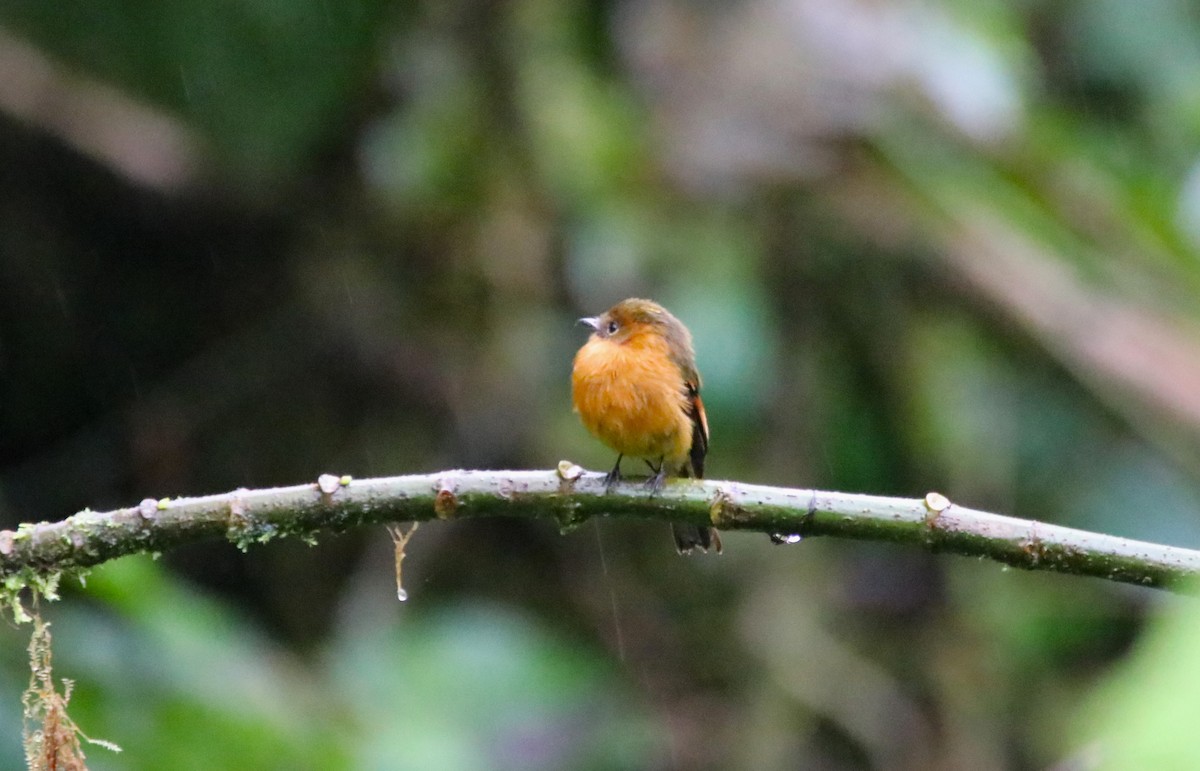 Cinnamon Flycatcher - ML611272075