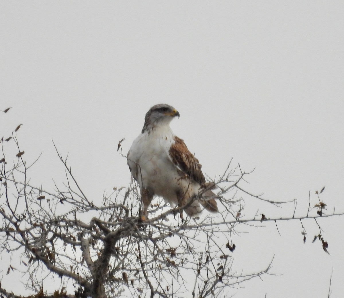 Ferruginous Hawk - Bob Nieman