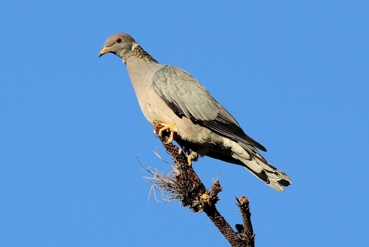 Band-tailed Pigeon - ML611272144