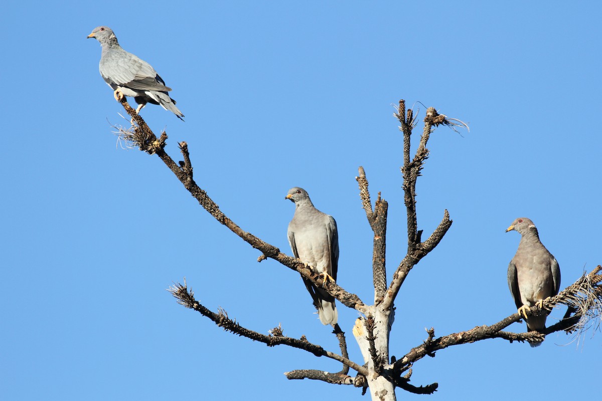 Band-tailed Pigeon - ML611272145