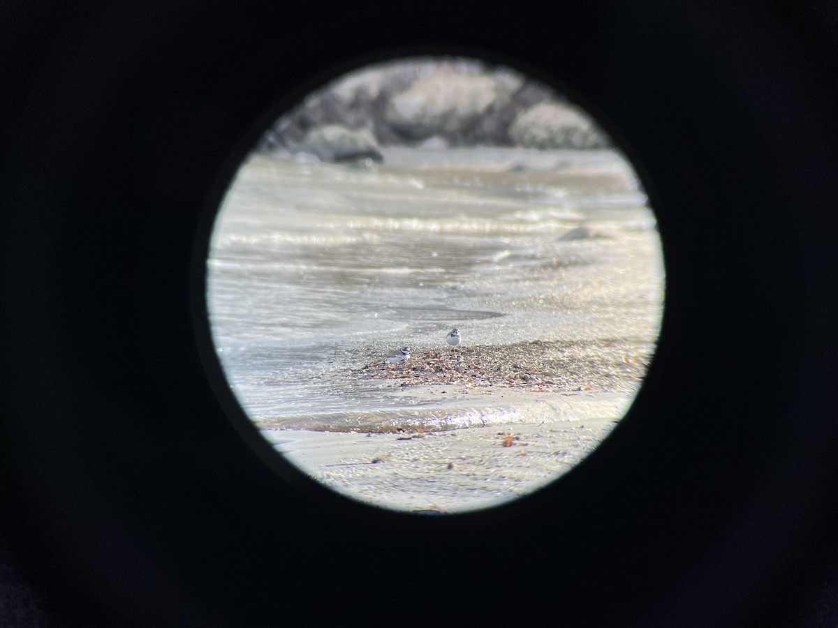 Semipalmated Plover - ML611272241