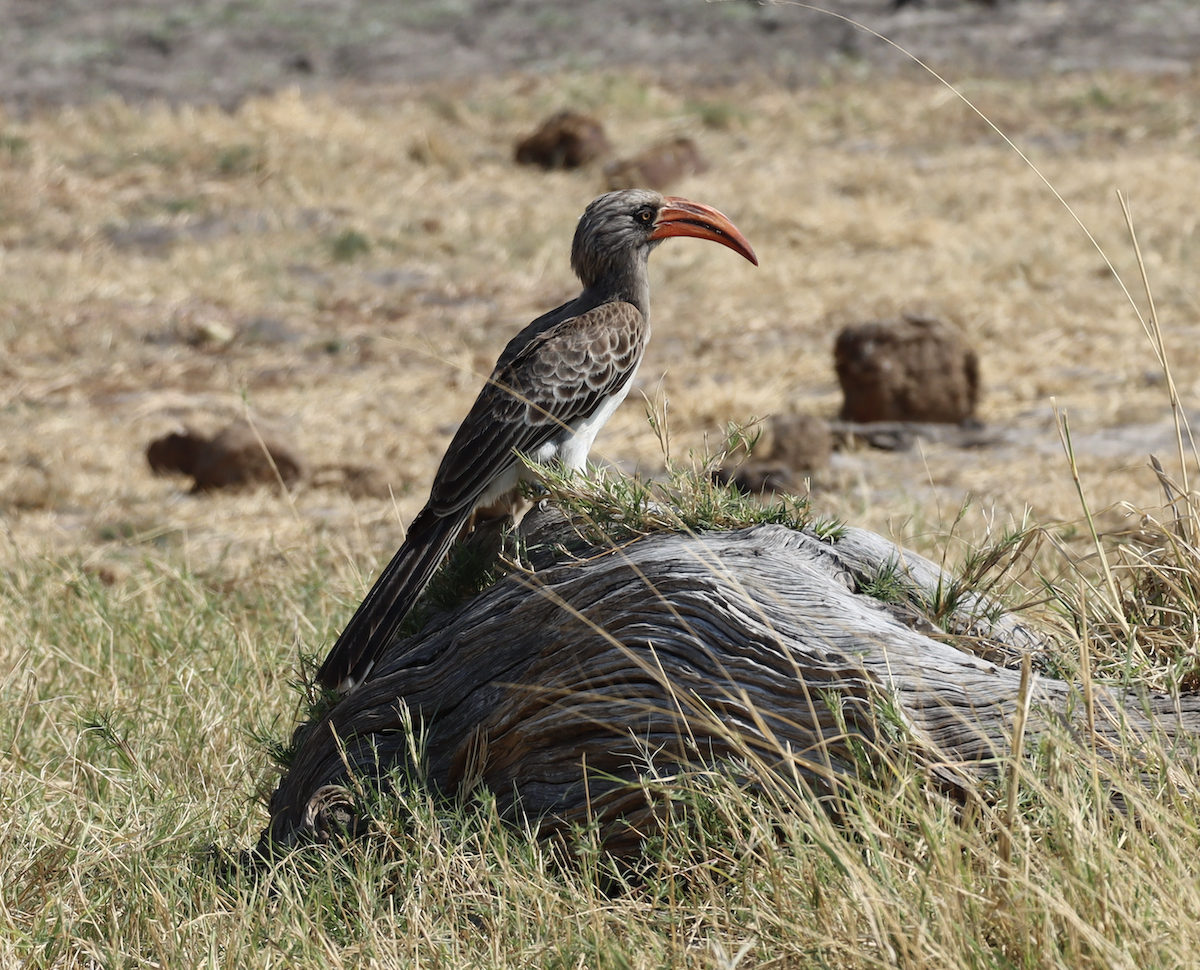 Bradfield's Hornbill - Scott Brockman