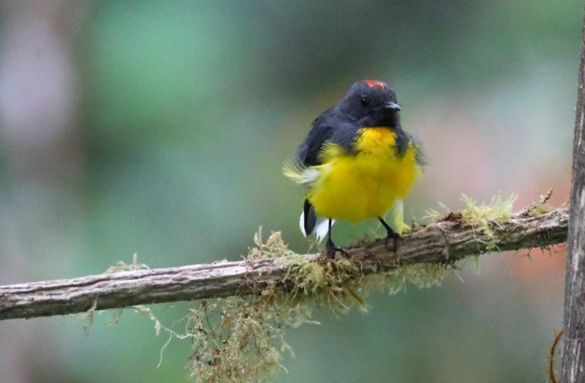 Slate-throated Redstart - Haydee Cabassi