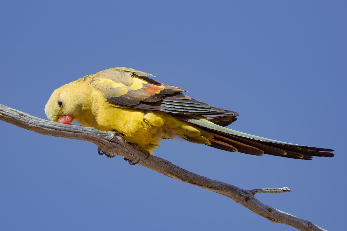 papouškovec žlutokřídlý - ML611272341