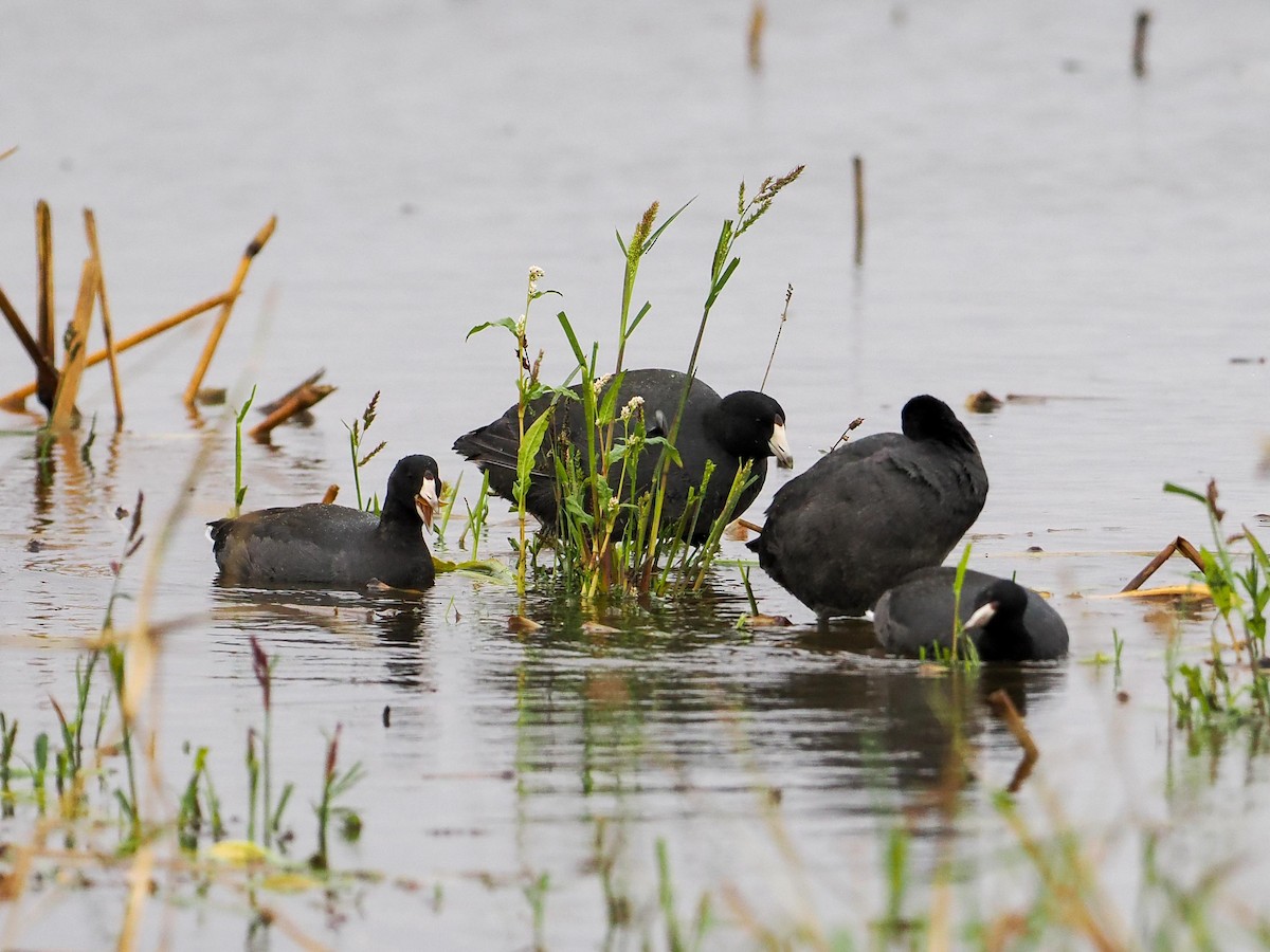 American Coot - ML611272365