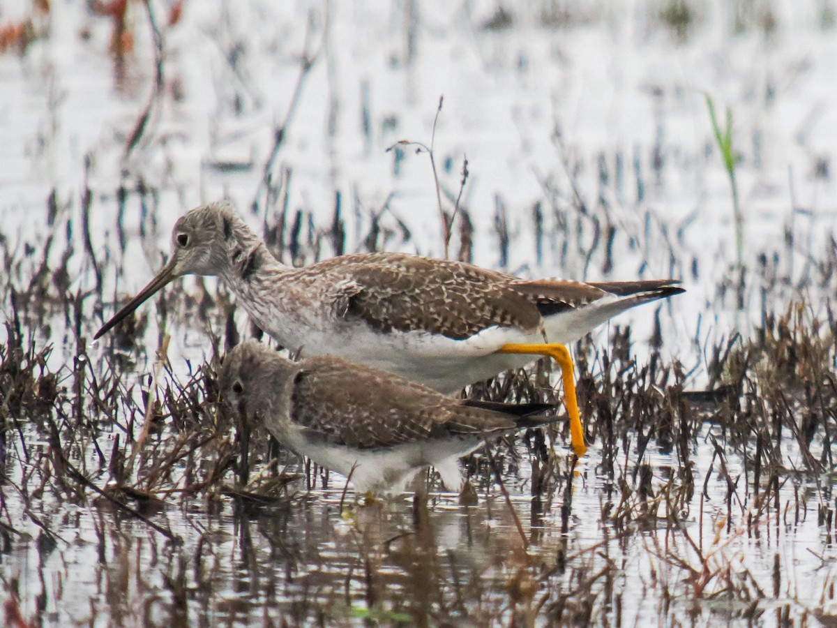 Lesser Yellowlegs - ML611272390