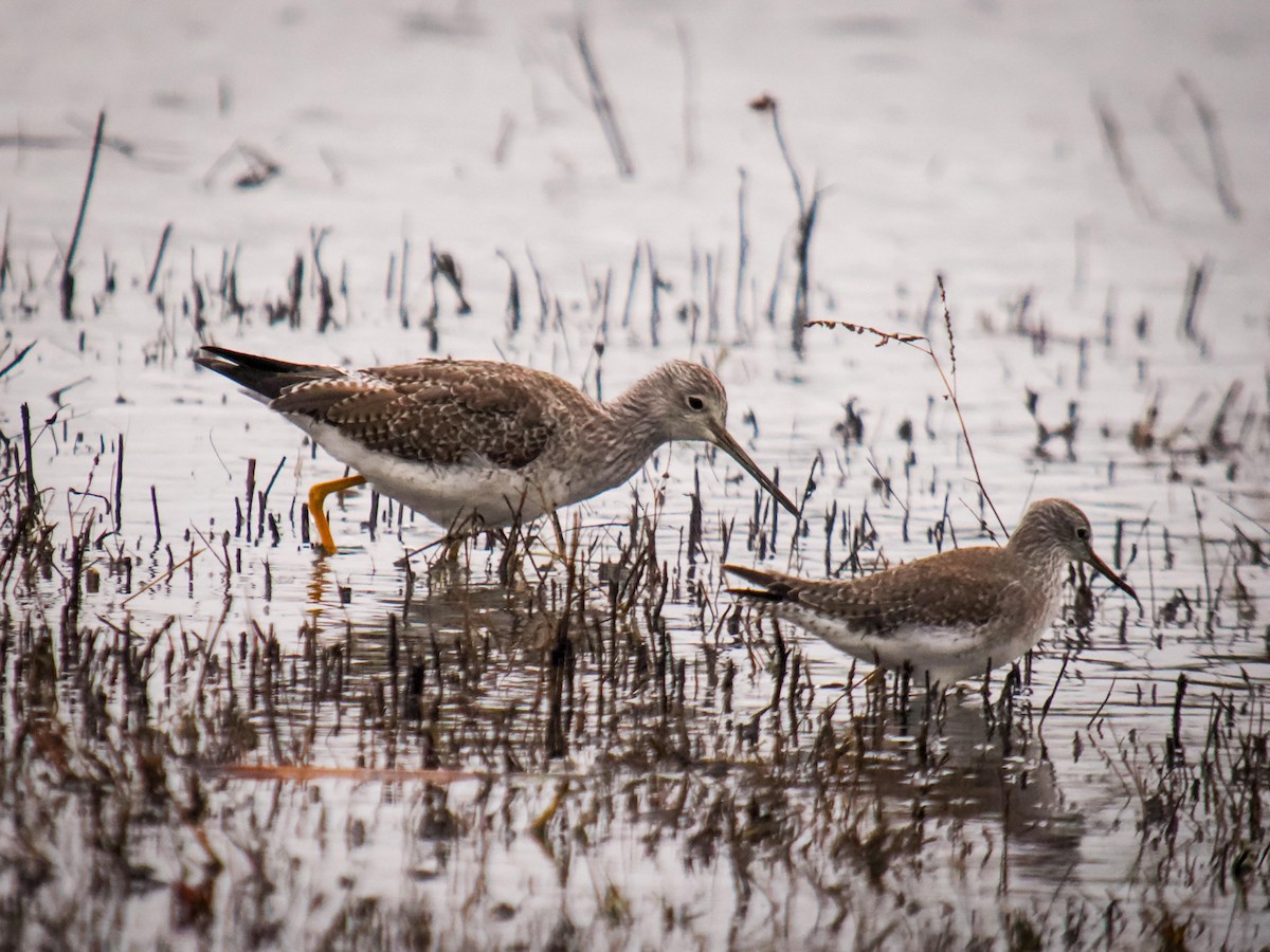 Lesser Yellowlegs - Ken Ferguson