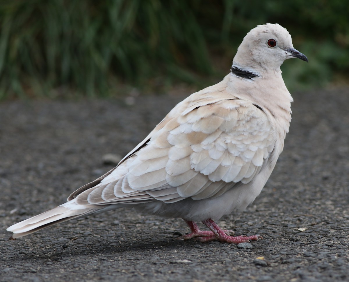 African Collared-Dove - ML61127241