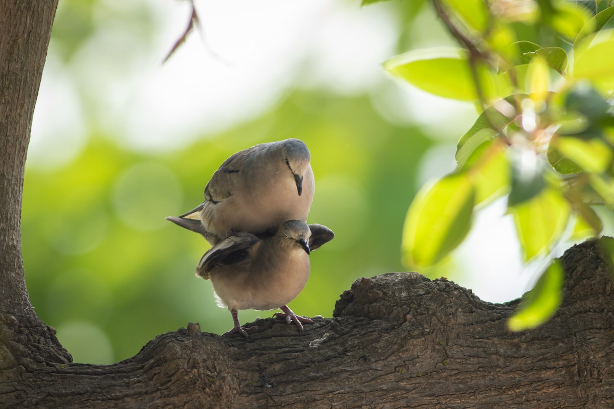 Picui Ground Dove - Ariel Cabrera Foix
