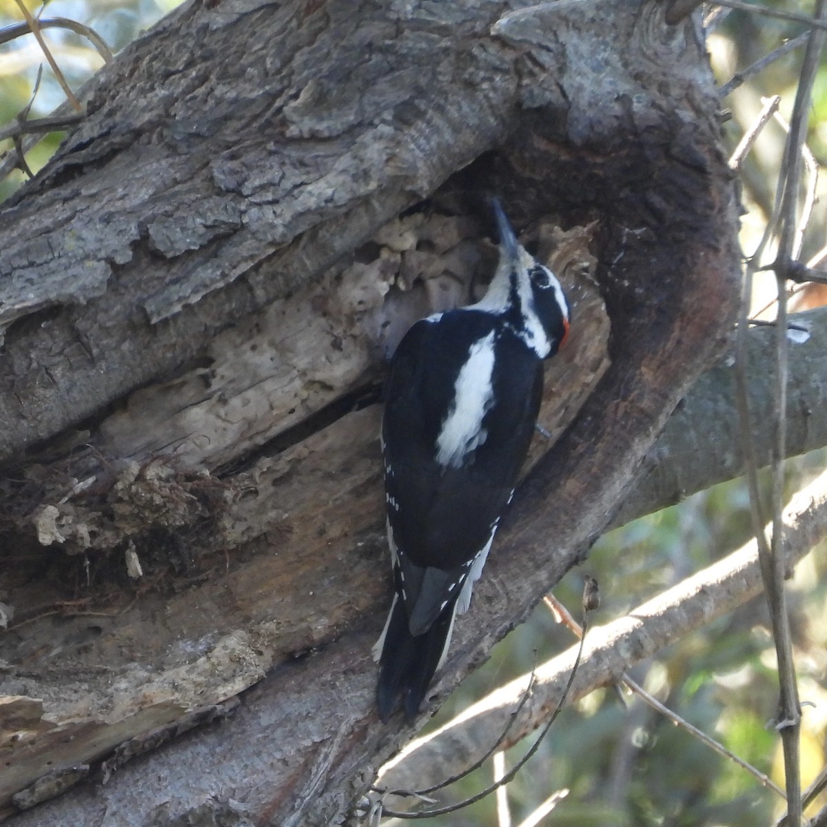 Hairy Woodpecker - ML611272511