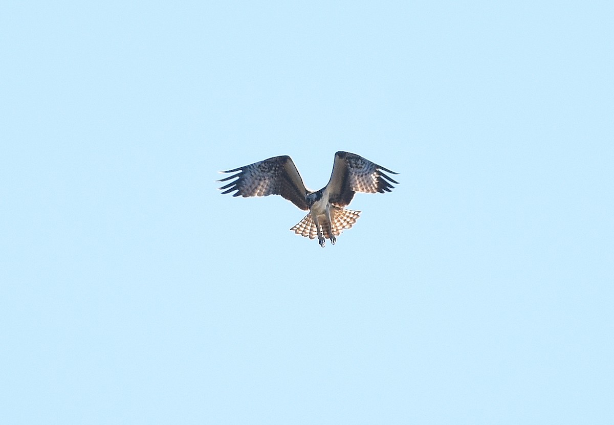 Osprey - Tom Buehl Jr.