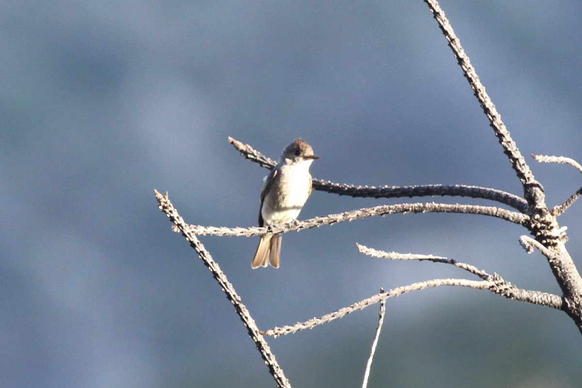 Western Wood-Pewee - ML611272589