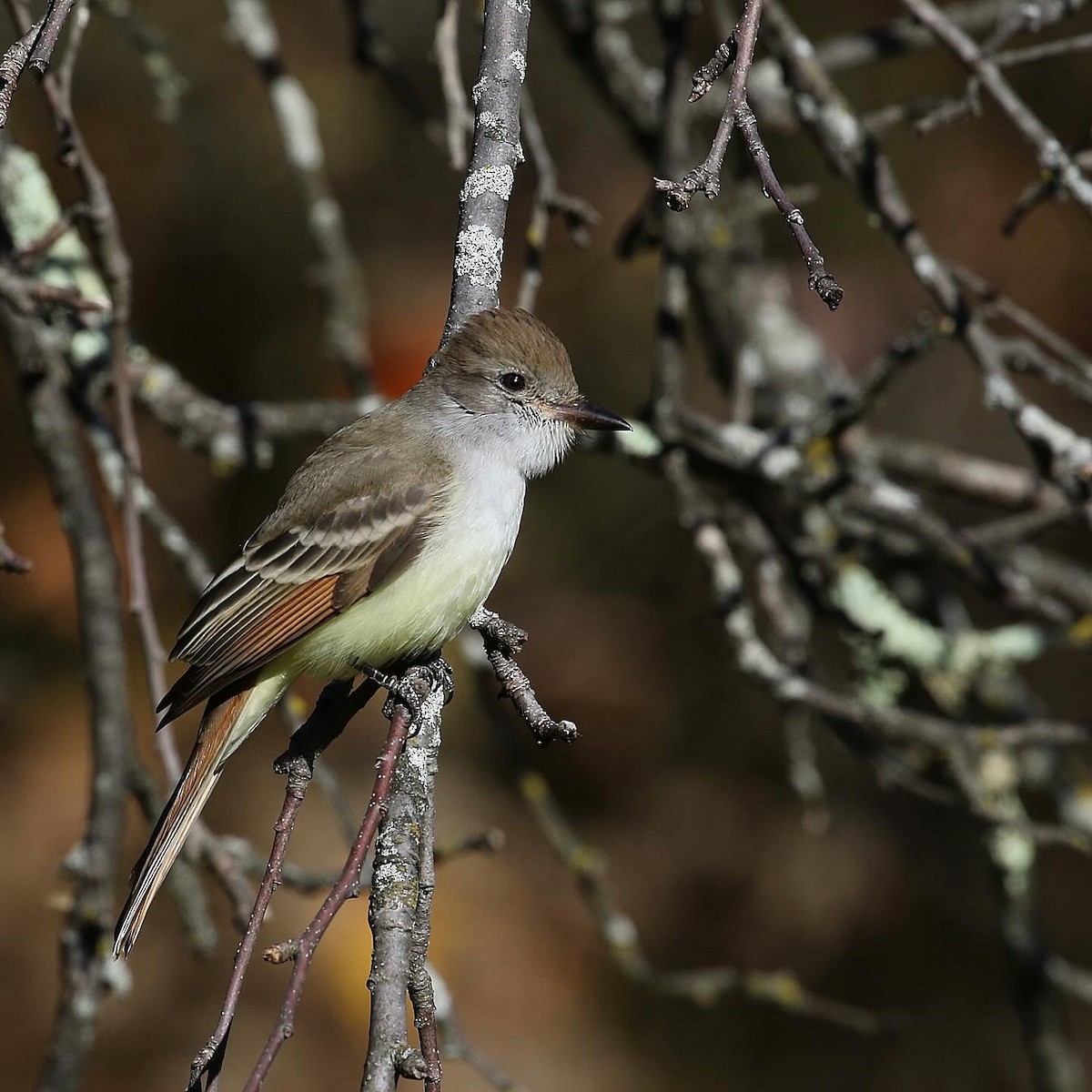 Ash-throated Flycatcher - ML611272634
