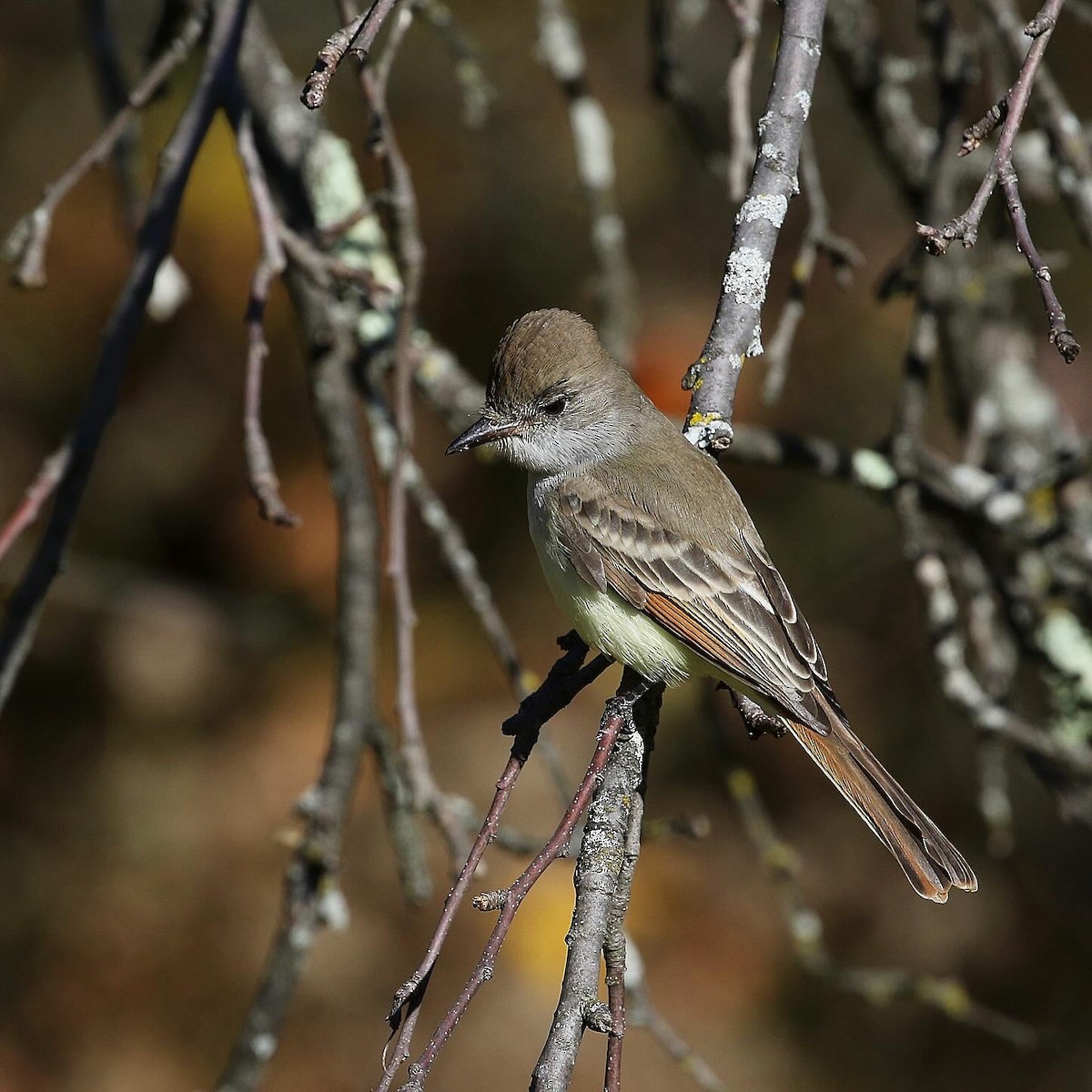 Ash-throated Flycatcher - ML611272635