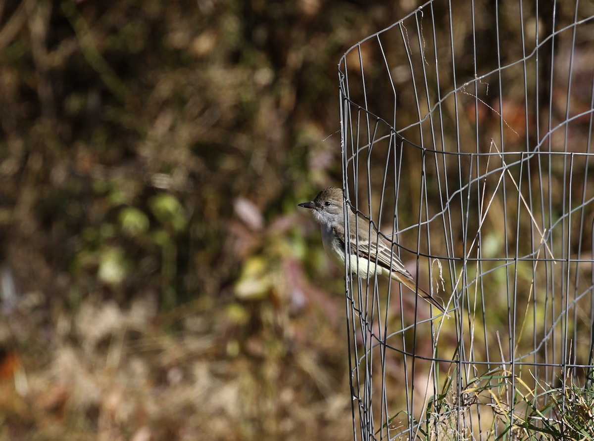 Ash-throated Flycatcher - ML611272636