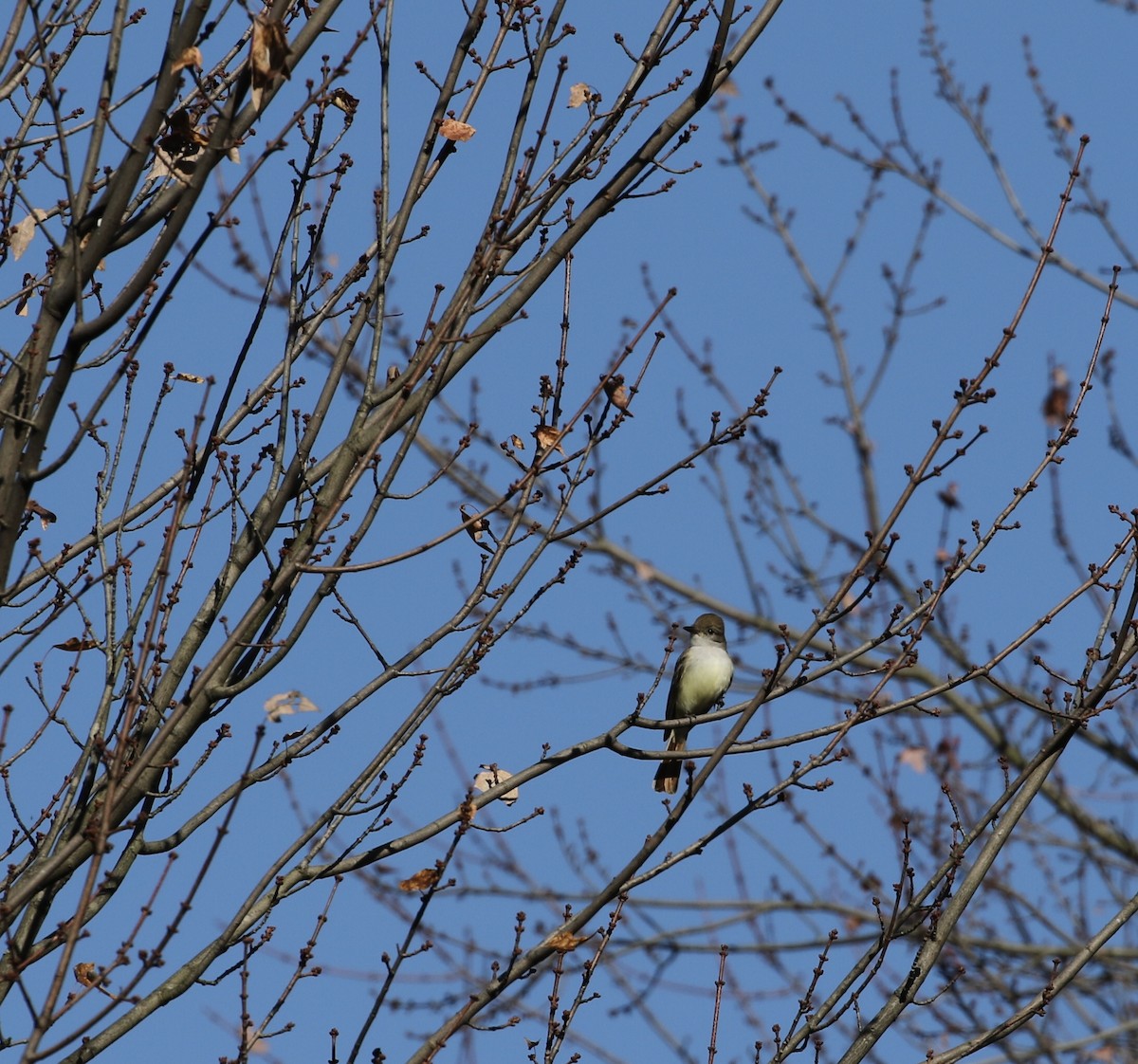 Ash-throated Flycatcher - ML611272637