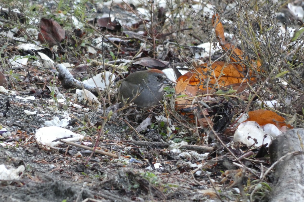 Green-tailed Towhee - Andrew & Karen Westerhof