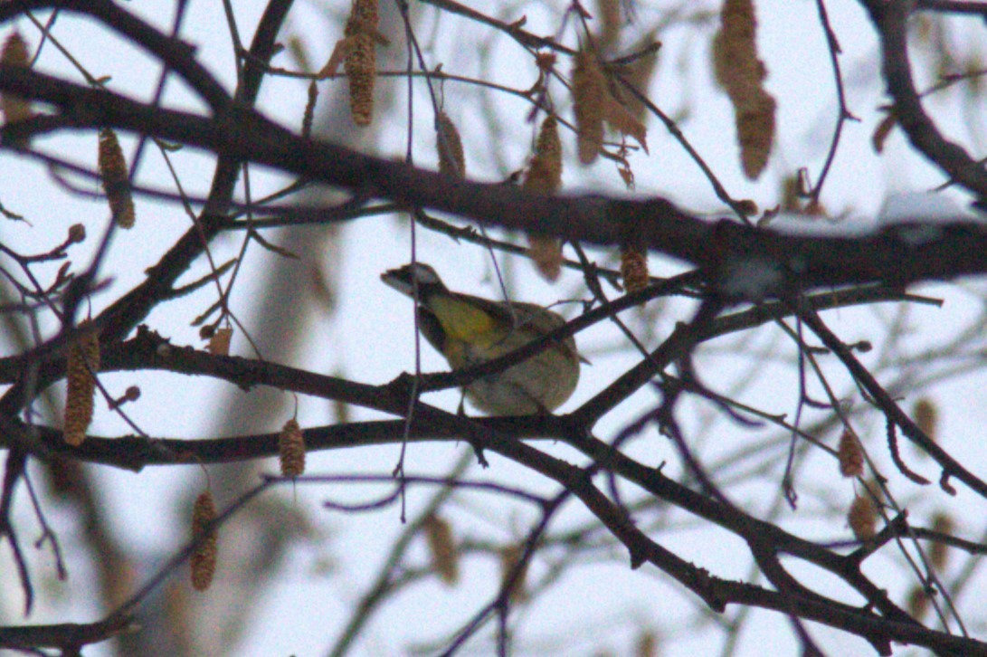 Palm Warbler - Joseph Ransdell-Green