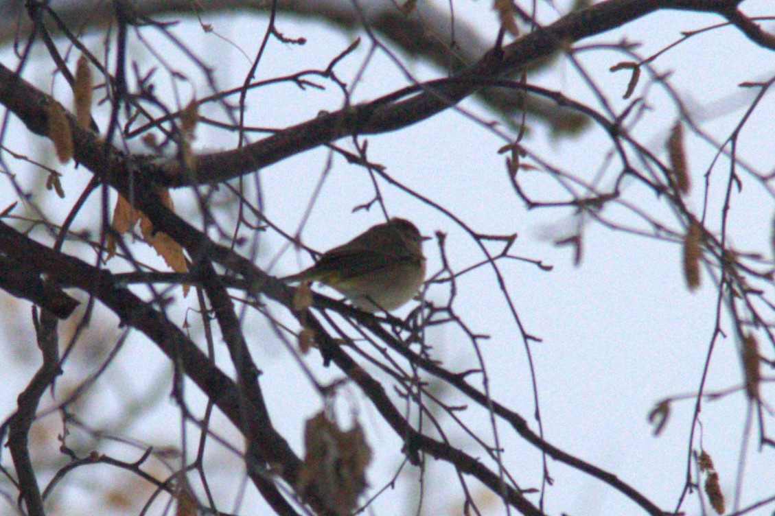 Palm Warbler - Joseph Ransdell-Green