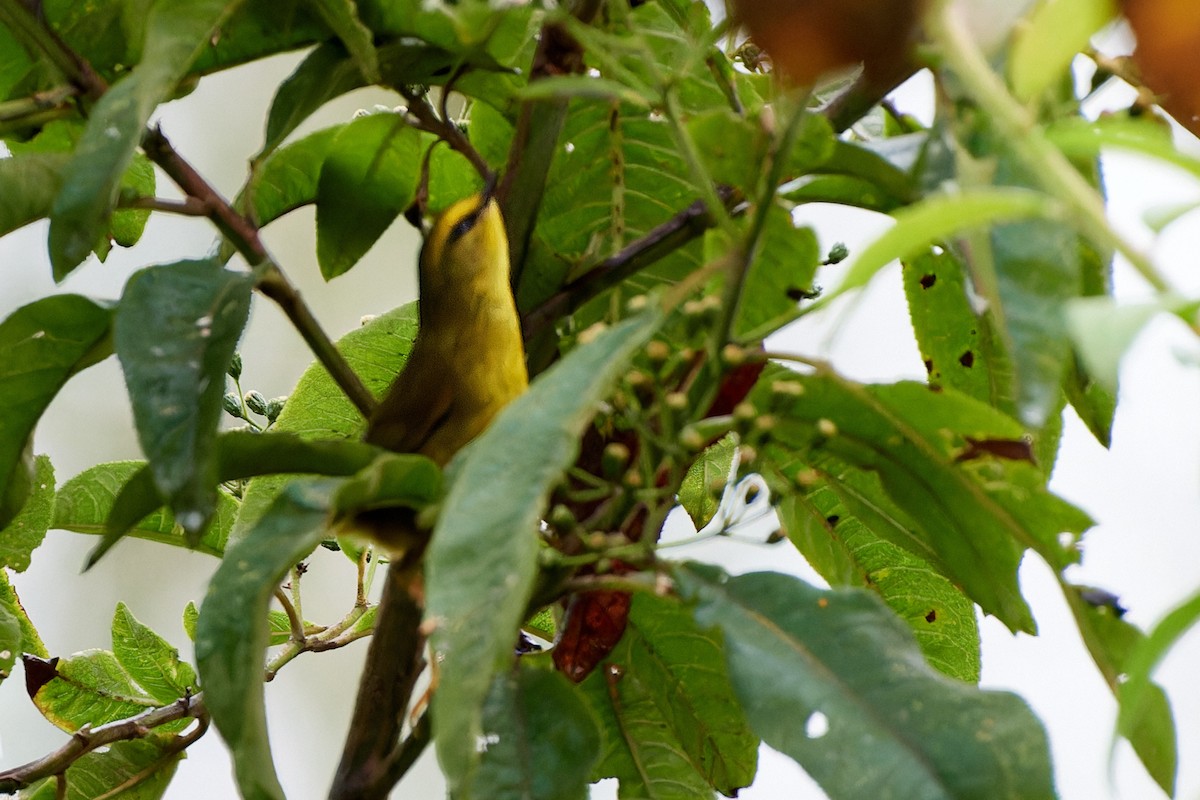 Pale-legged Warbler - ML611272763