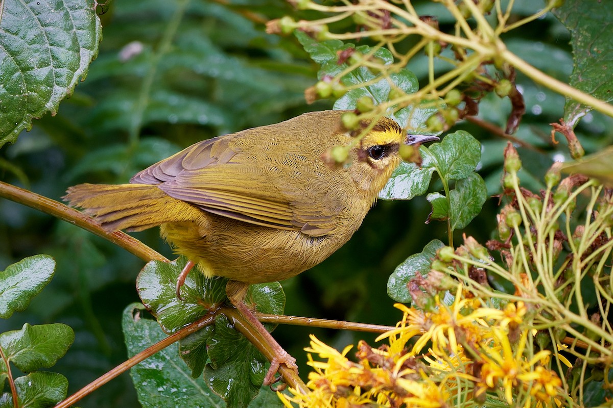 Pale-legged Warbler - ML611272765