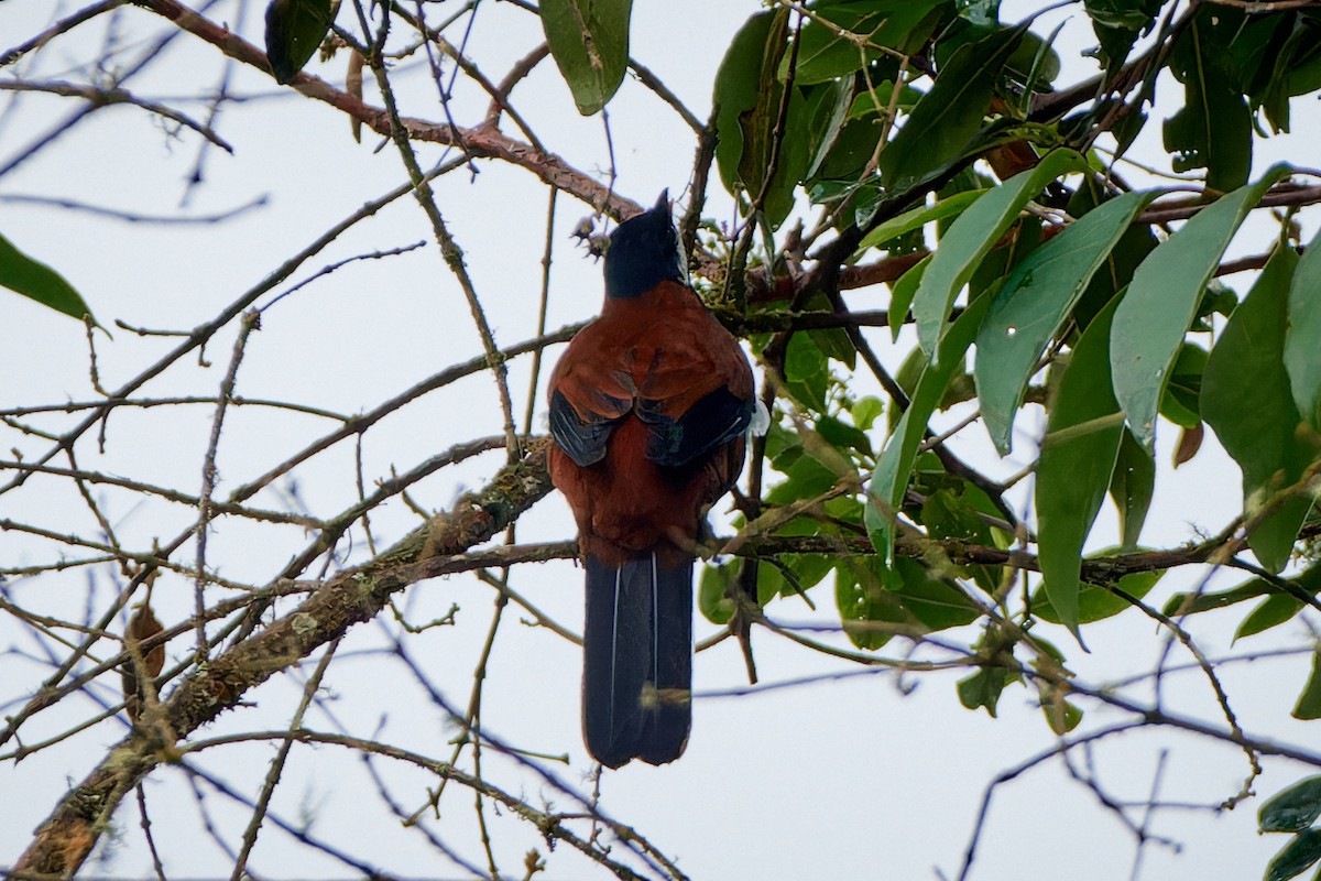 White-eared Solitaire - ML611272783