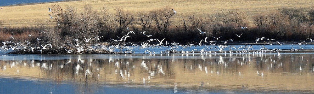 Ring-billed Gull - ML611272787