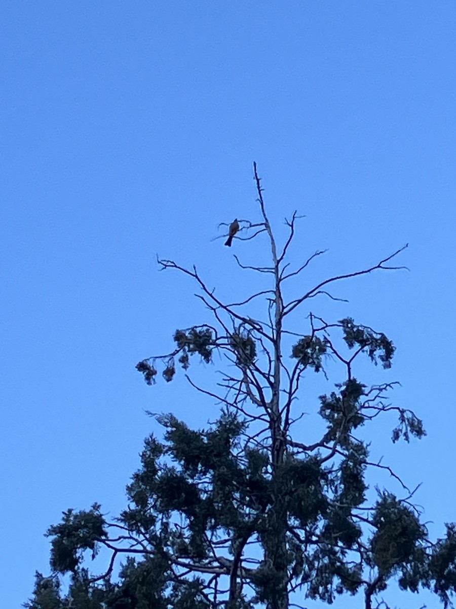 Say's Phoebe - ML611272843
