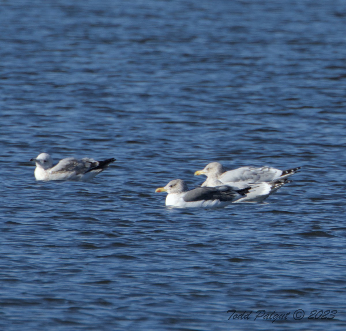 Lesser Black-backed Gull - ML611272867