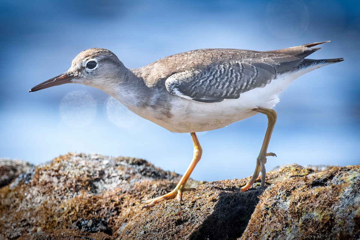 Spotted Sandpiper - Eduardo Ramos